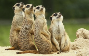 Photo of Meerkats